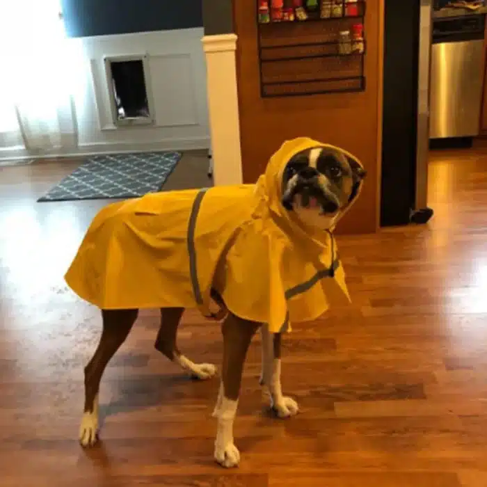 Imperméable à capuche pour animaux de compagnie à la mode, imperméable pour chien, vêtements réfléchissants pour chien de Style Cape pour garder votre chien sec et confortable en pluvieux 2